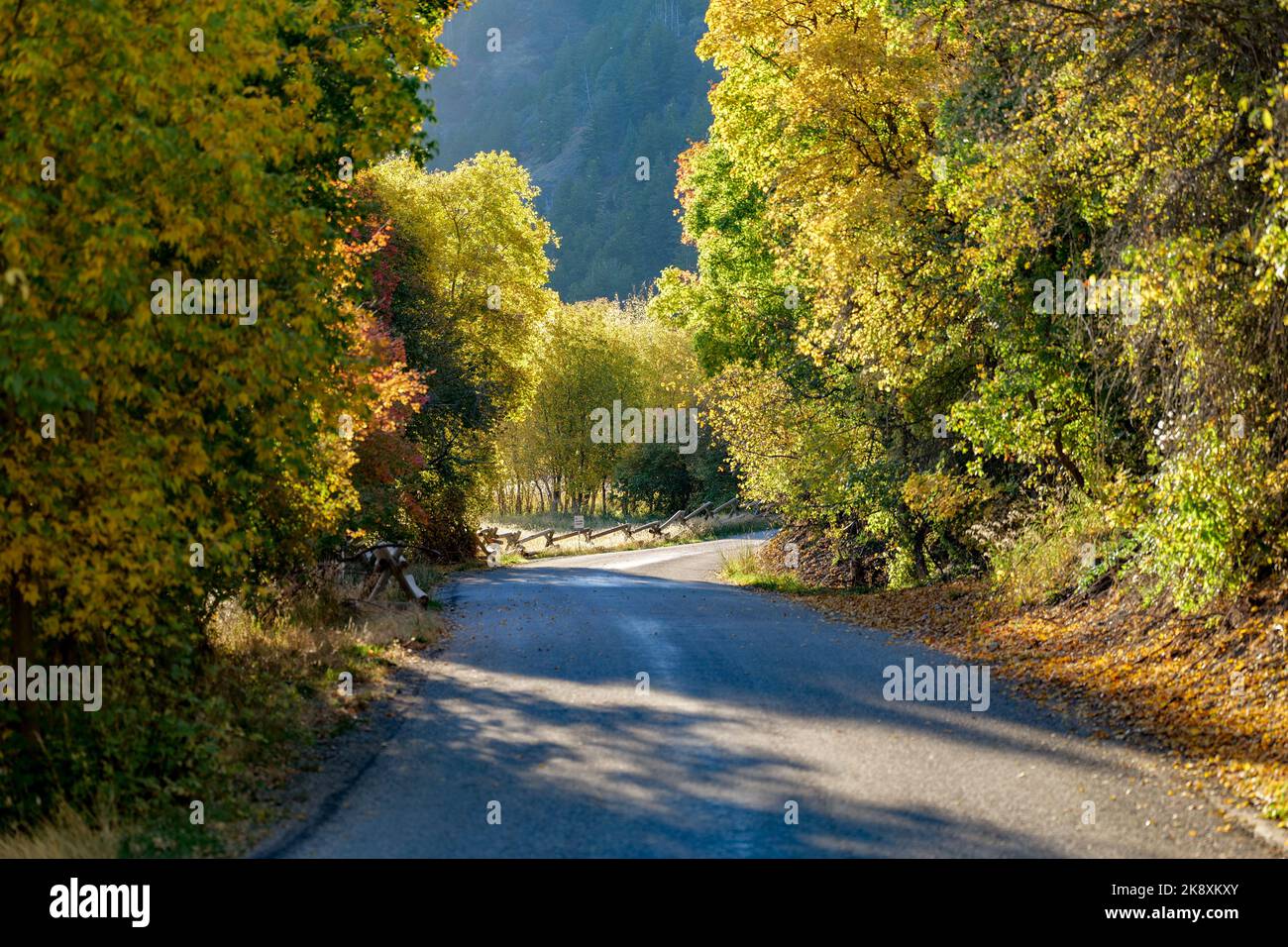 An aerial view of road surrounded by dense trees Stock Photo - Alamy
