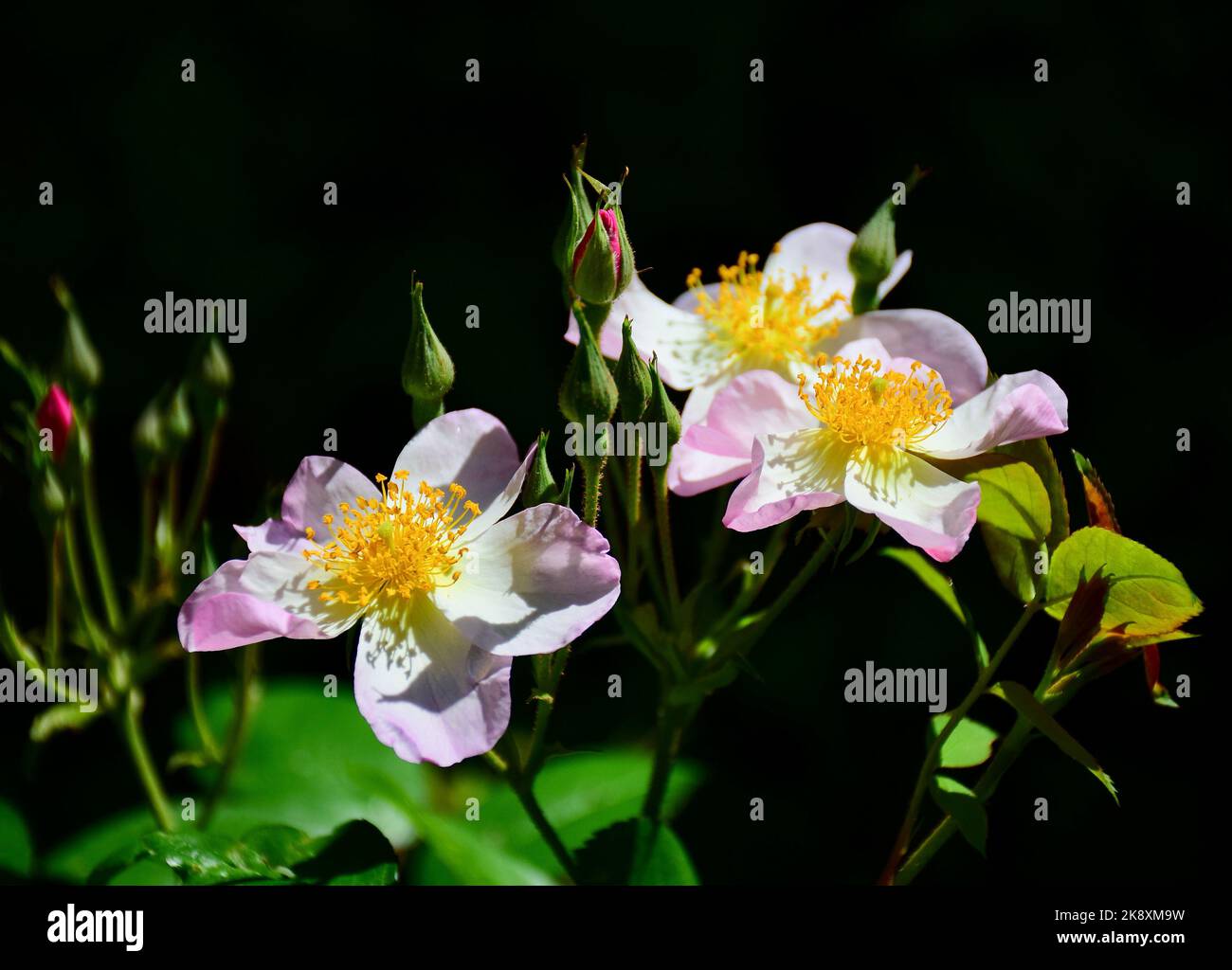 The lyda hi-res stock photography and images - Alamy