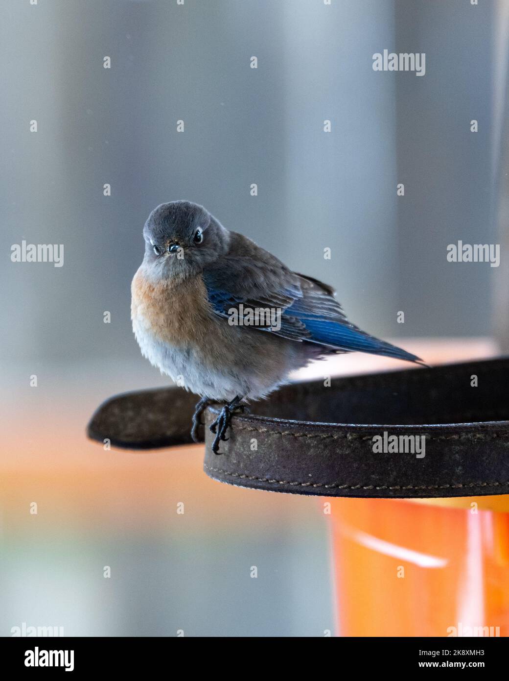 A close up of a fluffy Western bluebird (Sialia mexicana) on a blurred