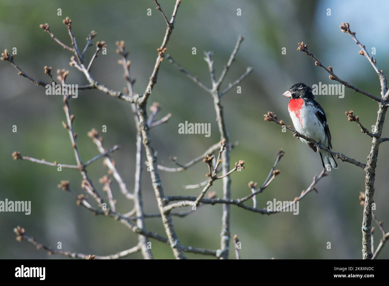 Rose-Breasted Grosbeak perched in the tree branches atop a tree Stock Photo