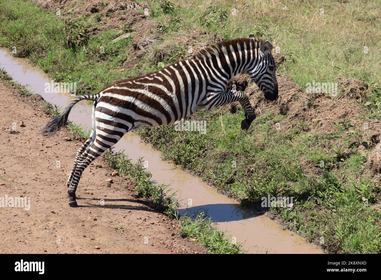 A zebra jumping over a dirty river Stock Photo - Alamy