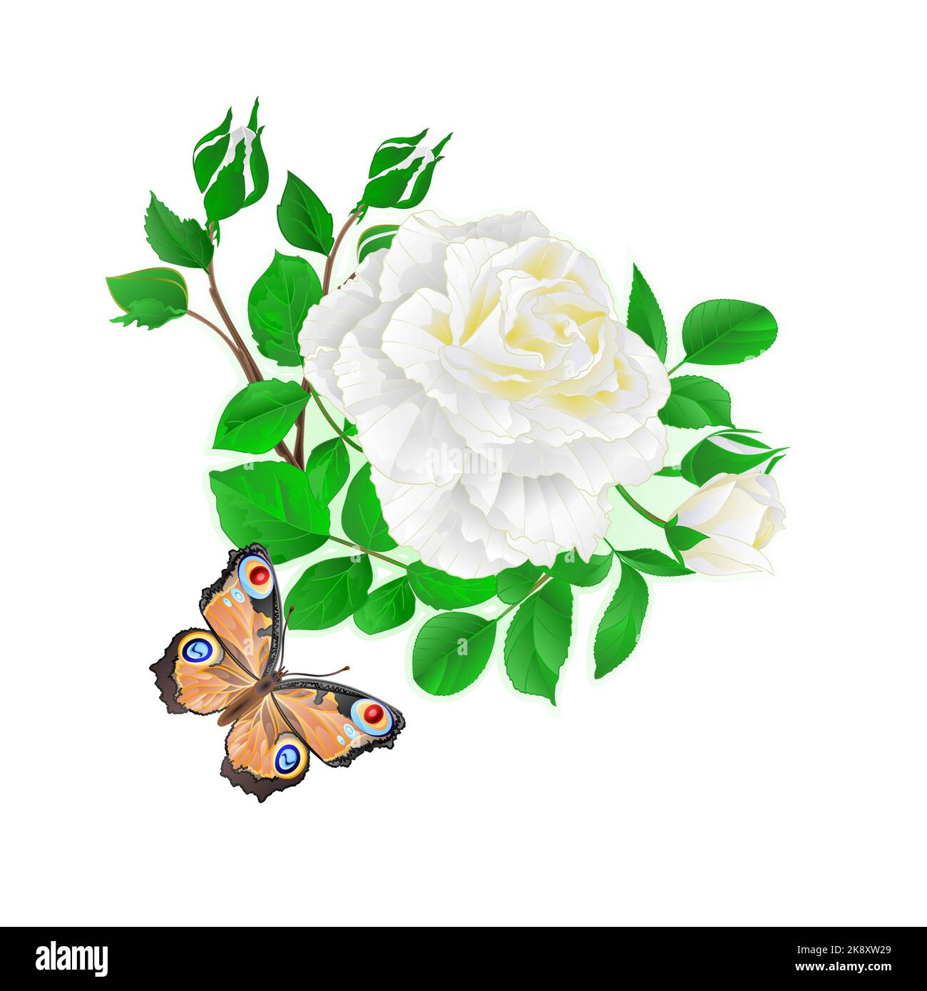 Flover white rose  and buds  and a butterfly vintage  vector Stock Vector