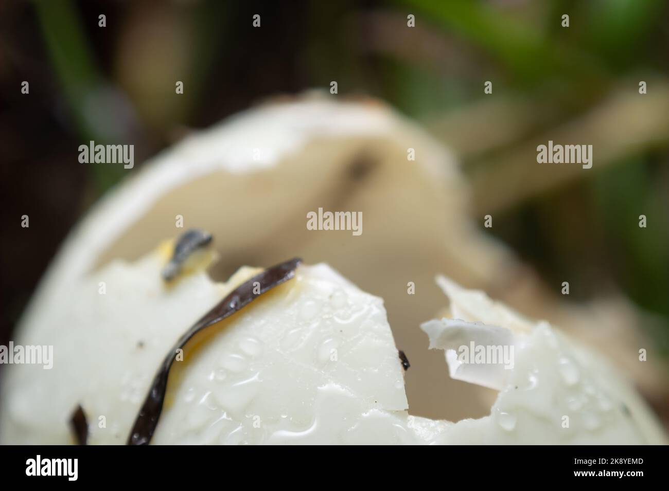 A closeup duck egg shell isolated in blurred background Stock Photo