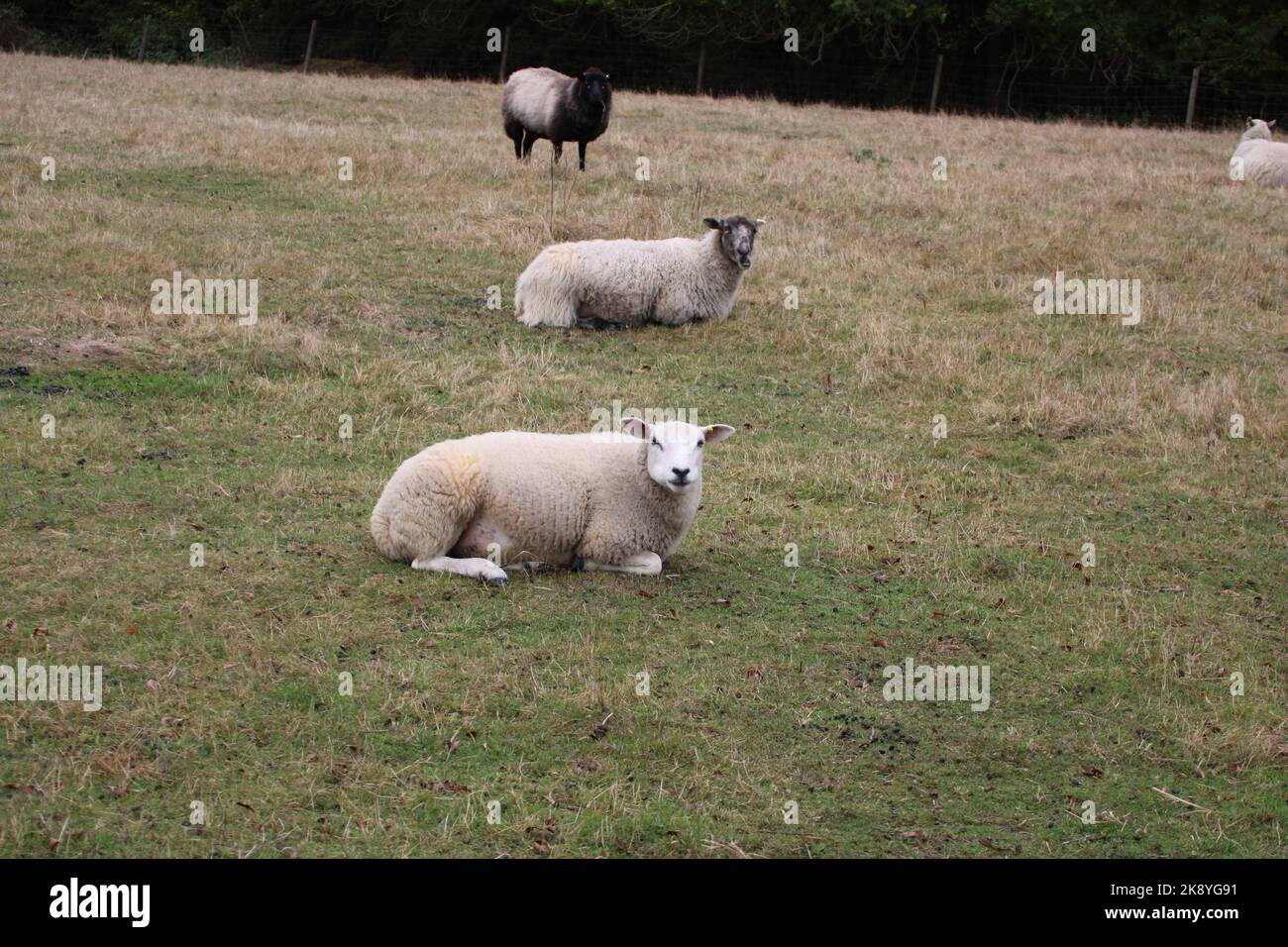 An aerial view of sheep lying on greenery field Stock Photo - Alamy
