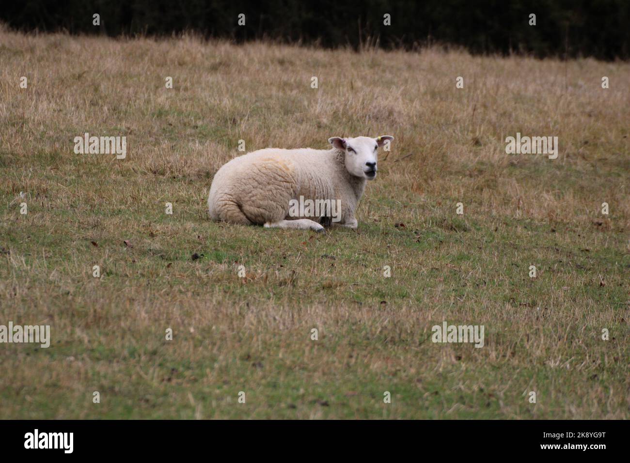 An aerial view of sheep lying on greenery field Stock Photo - Alamy