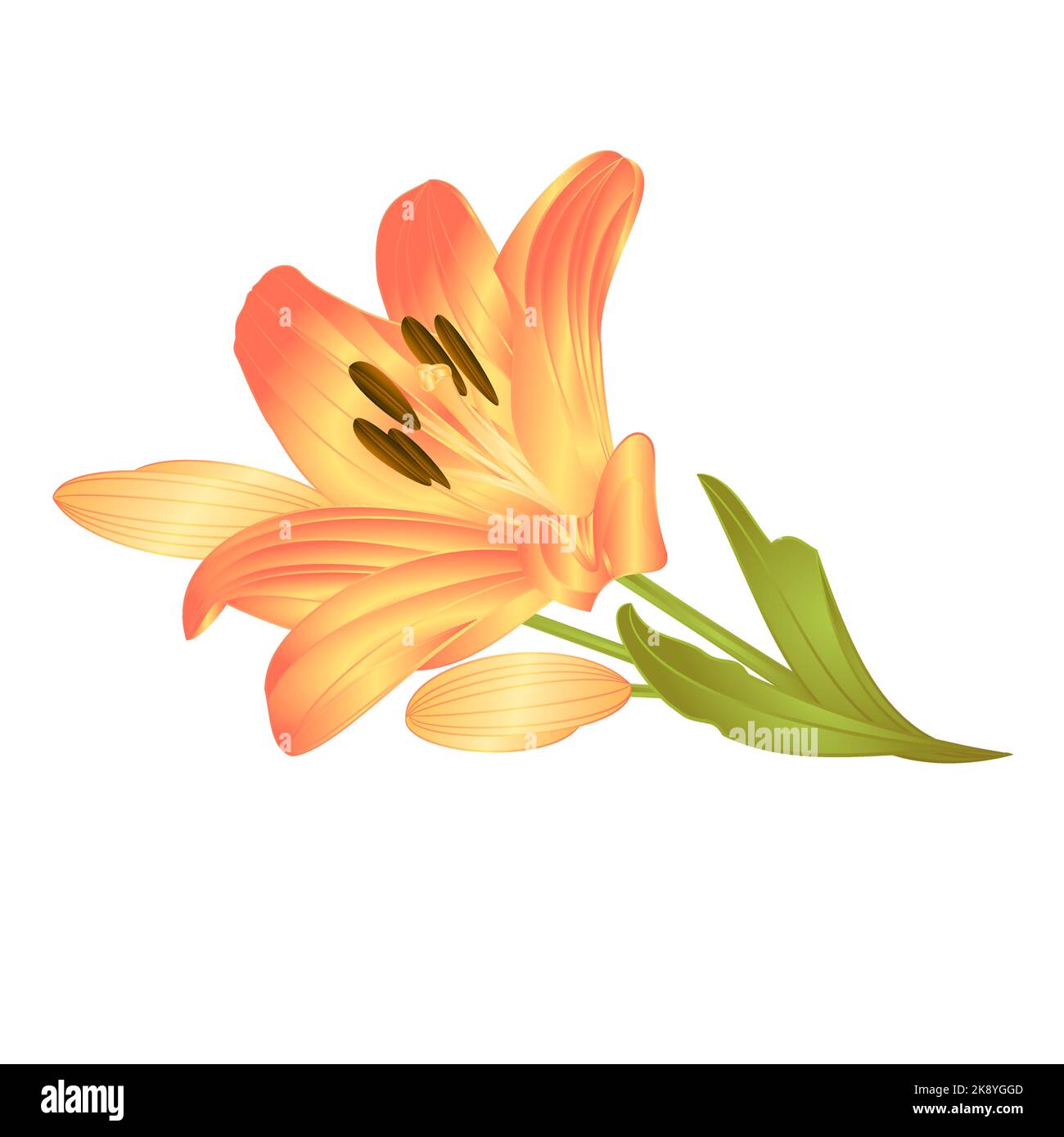 Yellow lily a yellow flower with leaves and buds  vector illustration editable Hand drawn Stock Vector
