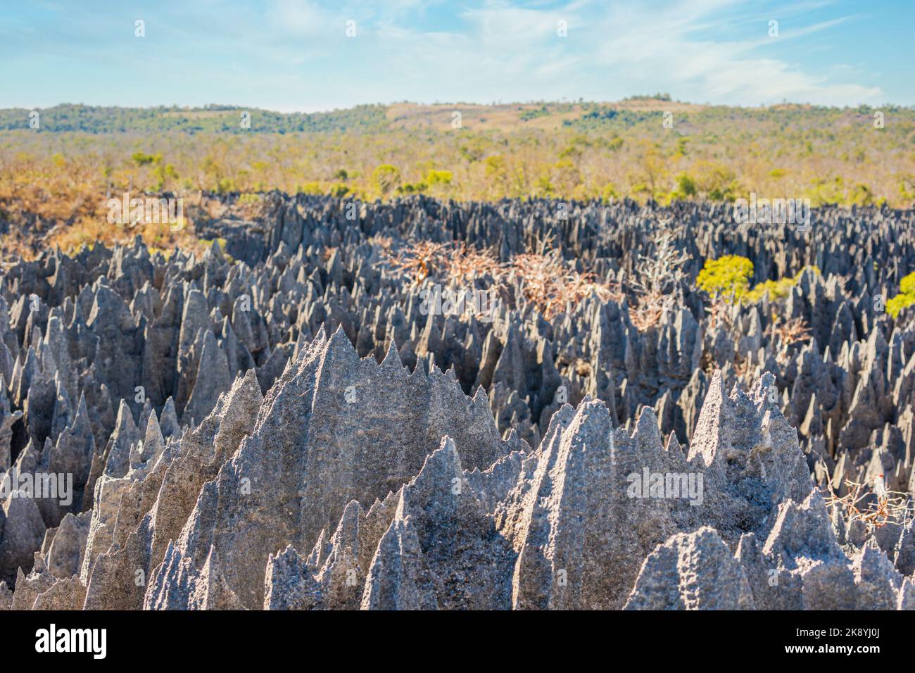 The great Tsingy de Bemaraha of Madagascar in the Tsingy de Bemaraha Integral Nature Reserve of UNESCO Stock Photo