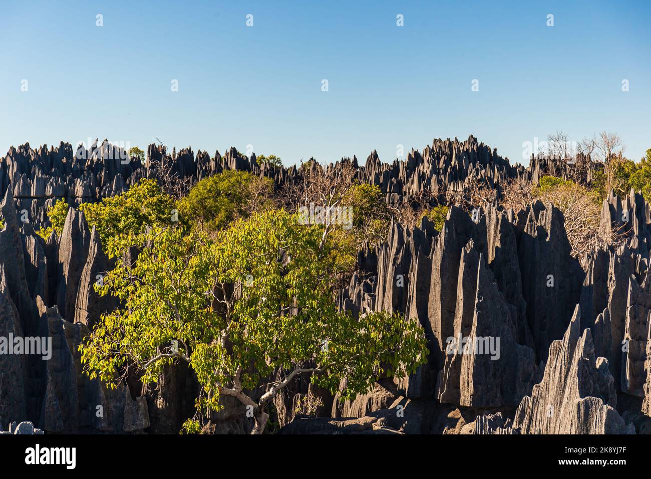 The great Tsingy de Bemaraha of Madagascar in the Tsingy de Bemaraha Integral Nature Reserve of UNESCO Stock Photo