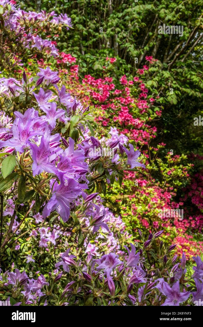 A flowering Azalea shrub growing in the wild sub-tropical Penjjick Garden in Cornwall.; Penjerrick Garden is recognised as Cornwalls true jungle garde Stock Photo