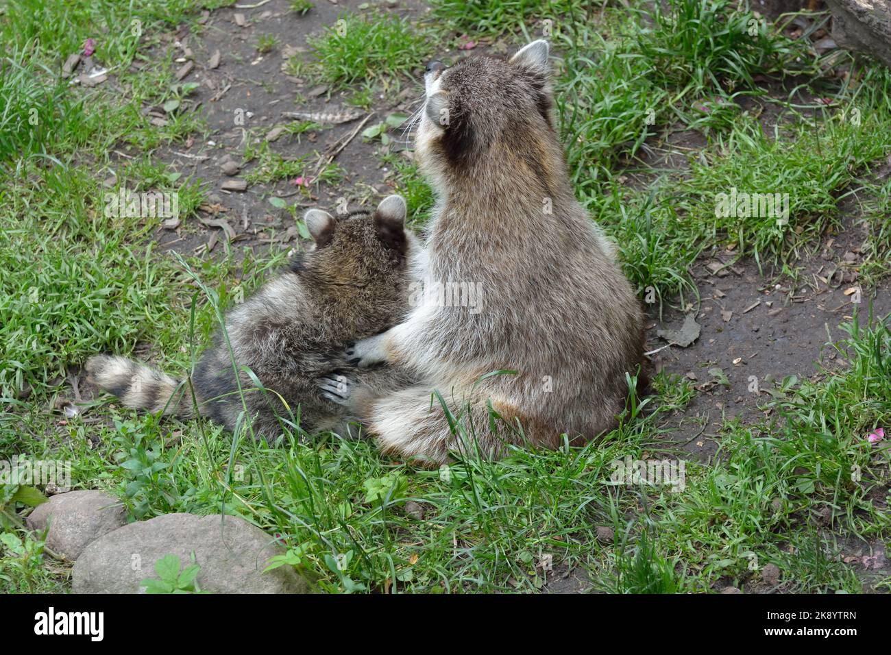 The Raccoons playing ground in the zoo Stock Photo - Alamy