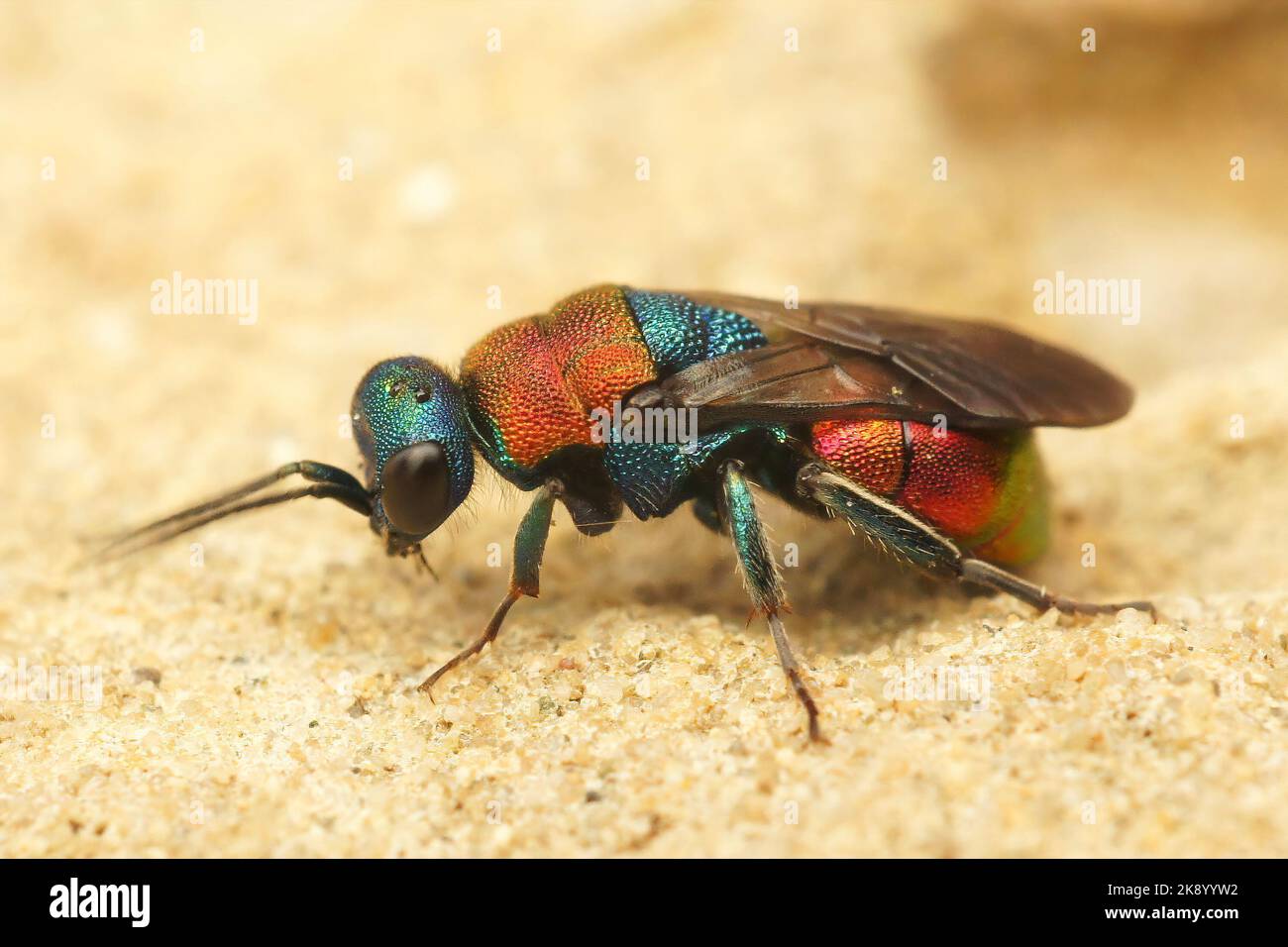 A macro shot of a colorful Jewel wasp (Hedychrum nobile) walking on a sand Stock Photo
