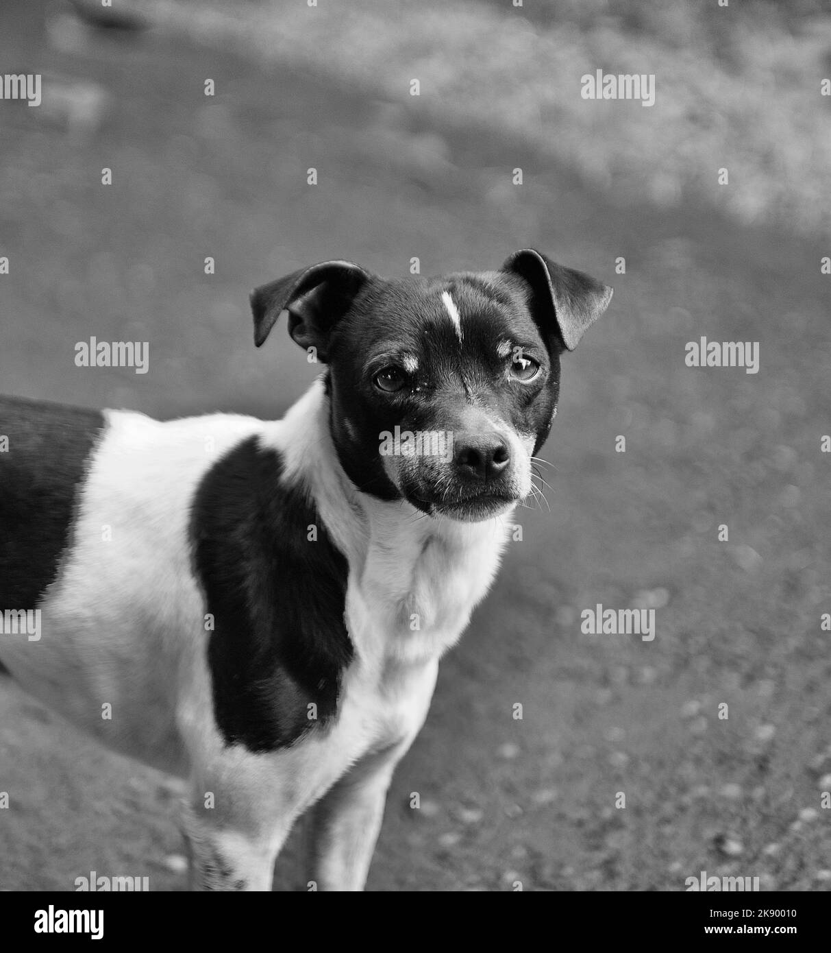 A black and white of a Rat Terrier dog Stock Photo Alamy