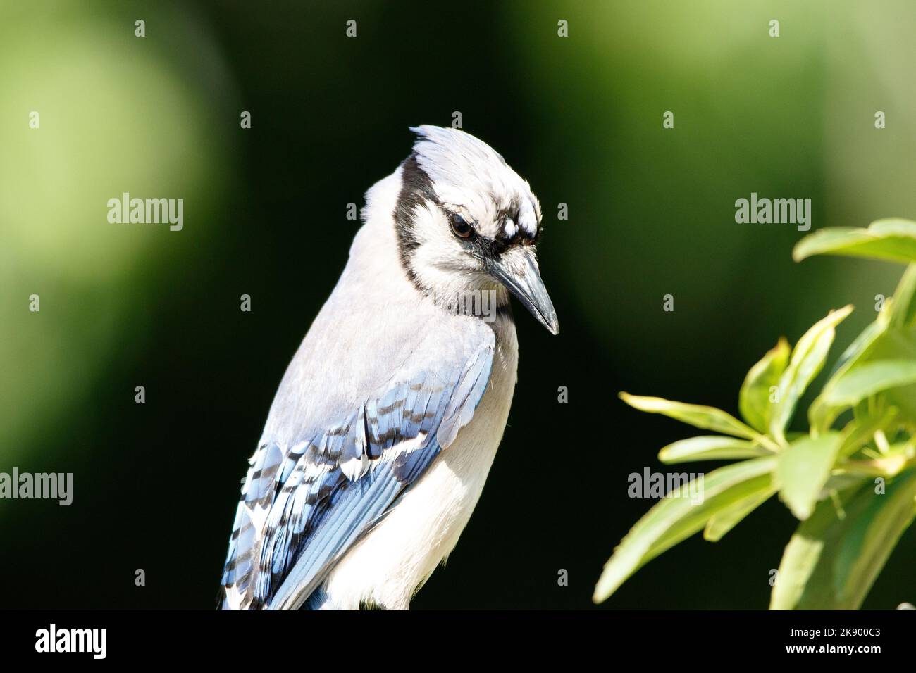 A closeup shot of a Blue jay with blurred background Stock Photo