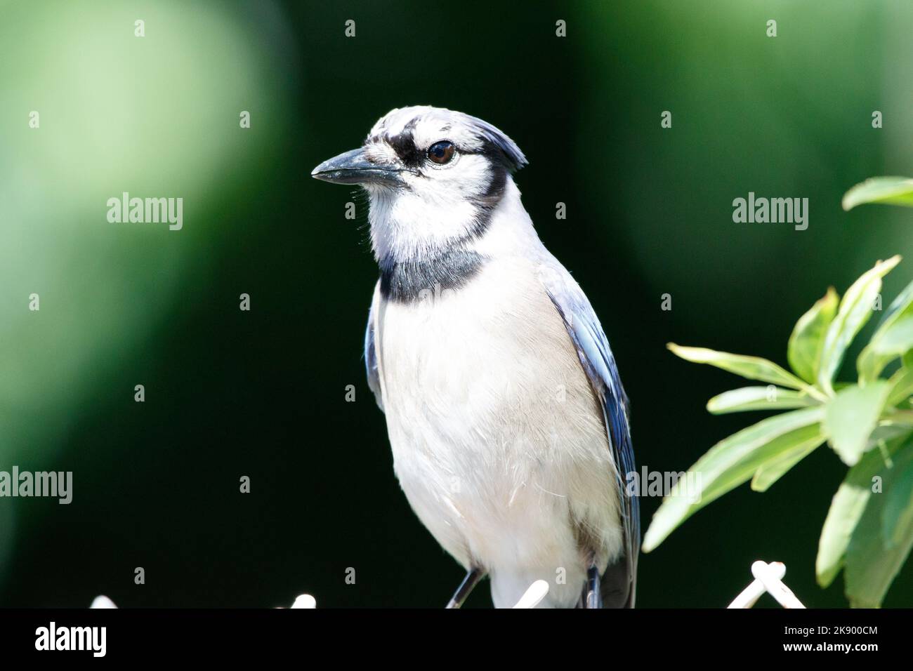 A closeup shot of a Blue jay with blurred background Stock Photo