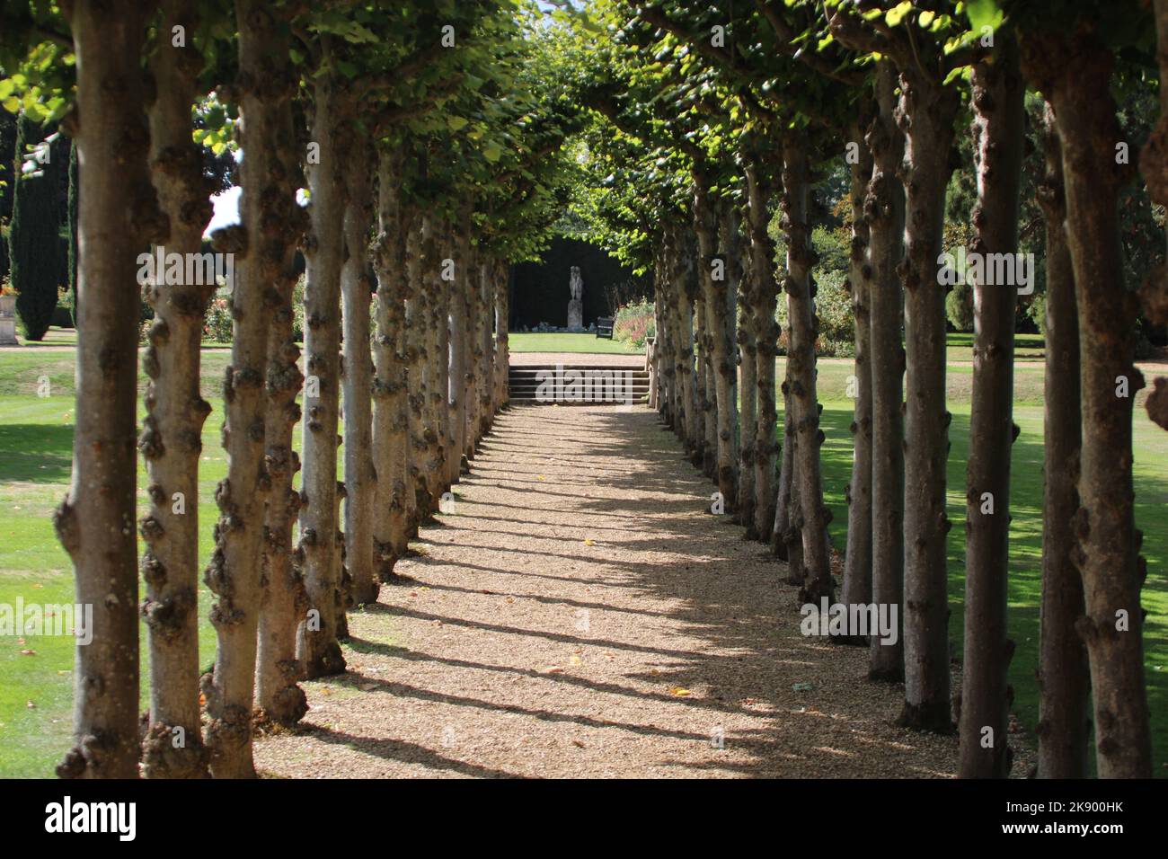 The avenue of trees in the Knebworth house garden, UK. Stock Photo