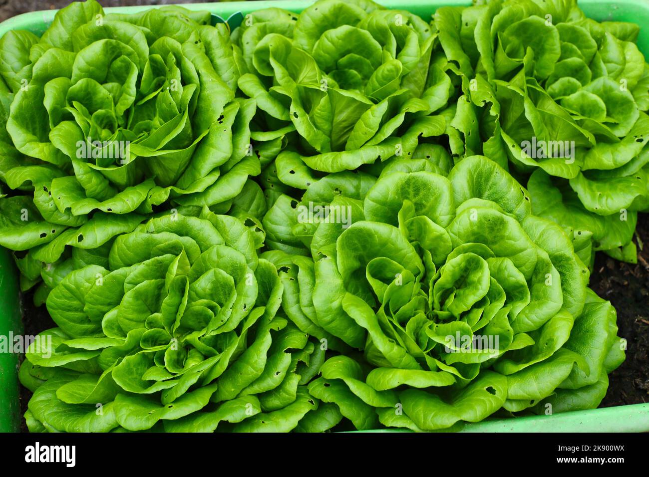 A top view of green Butterhead lettuce growing in a pot in the garden ...