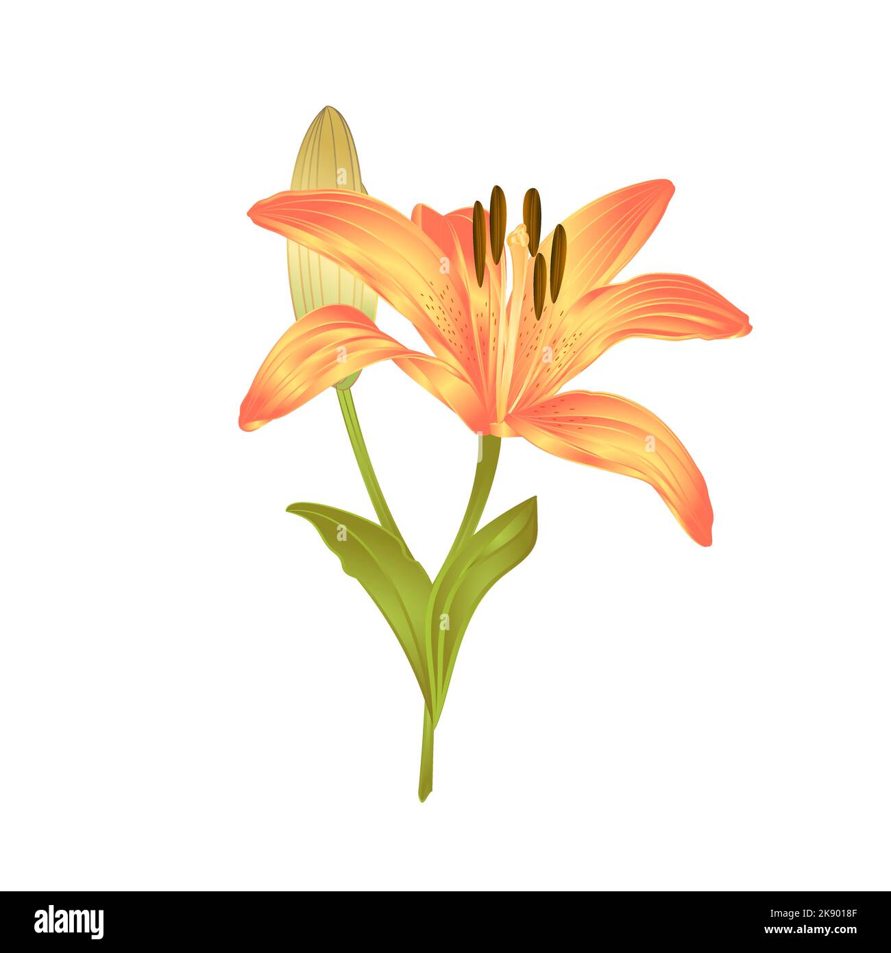 Yellow Lily  a yellow flower and bud with leaves  vector illustration editable Hand drawn Stock Vector
