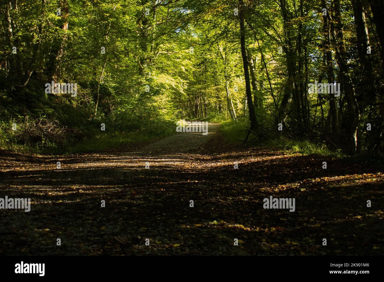 Petit sentier dans les bois recouvert de feuilles mortes Stock Photo