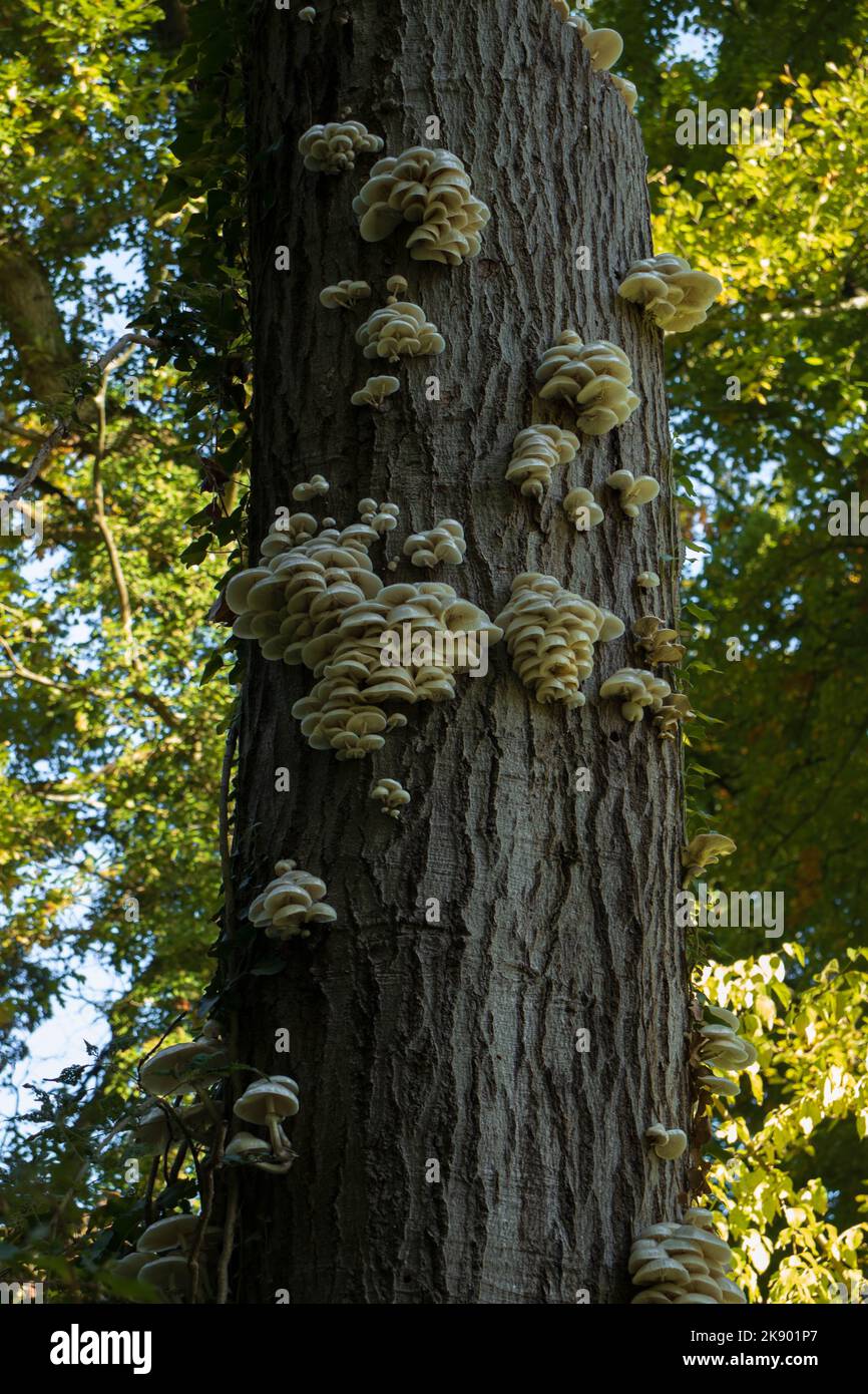 Champignons sur un tronc d