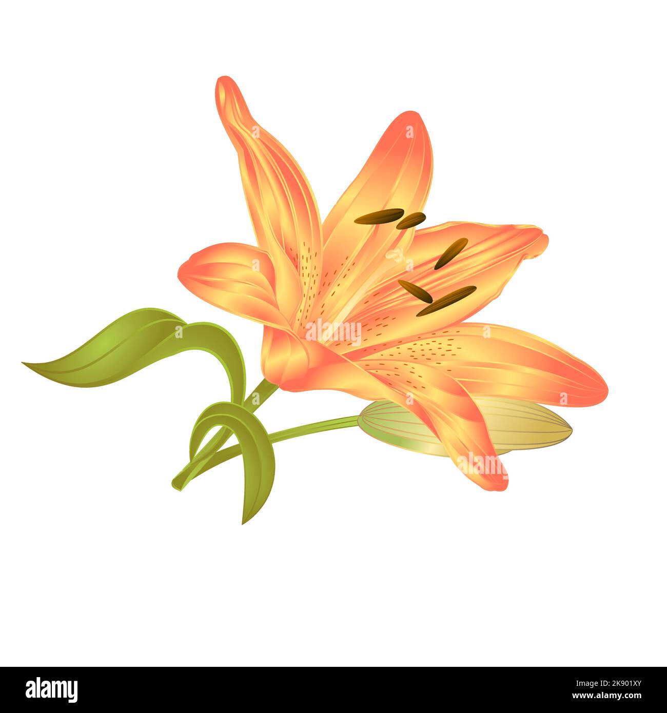 Yellow Lily Lilium candidum, a flower with leaves and bud on a white background vector illustration editable Hand drawn Stock Vector