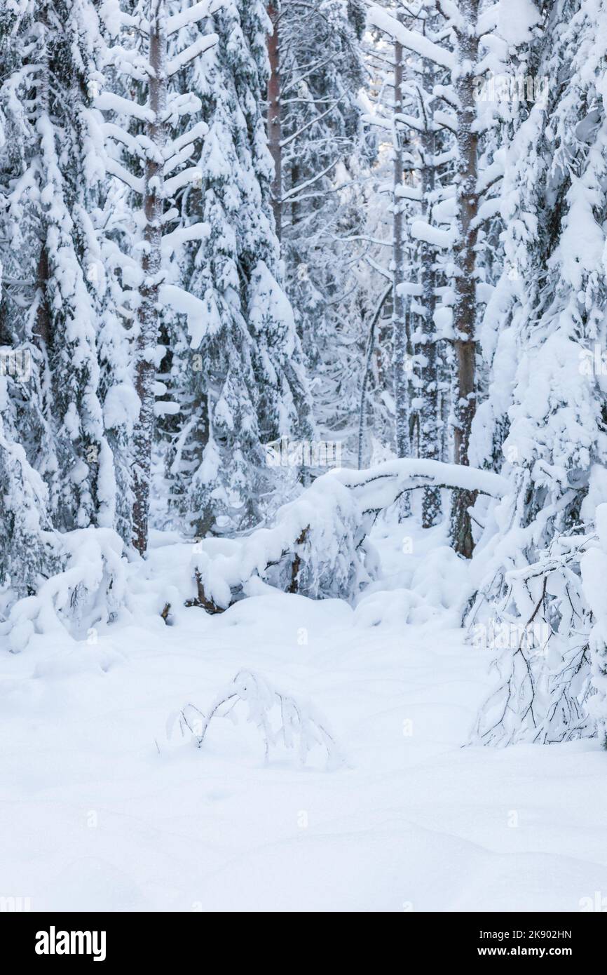 Coniferous forest with snow in the landscape Stock Photo - Alamy