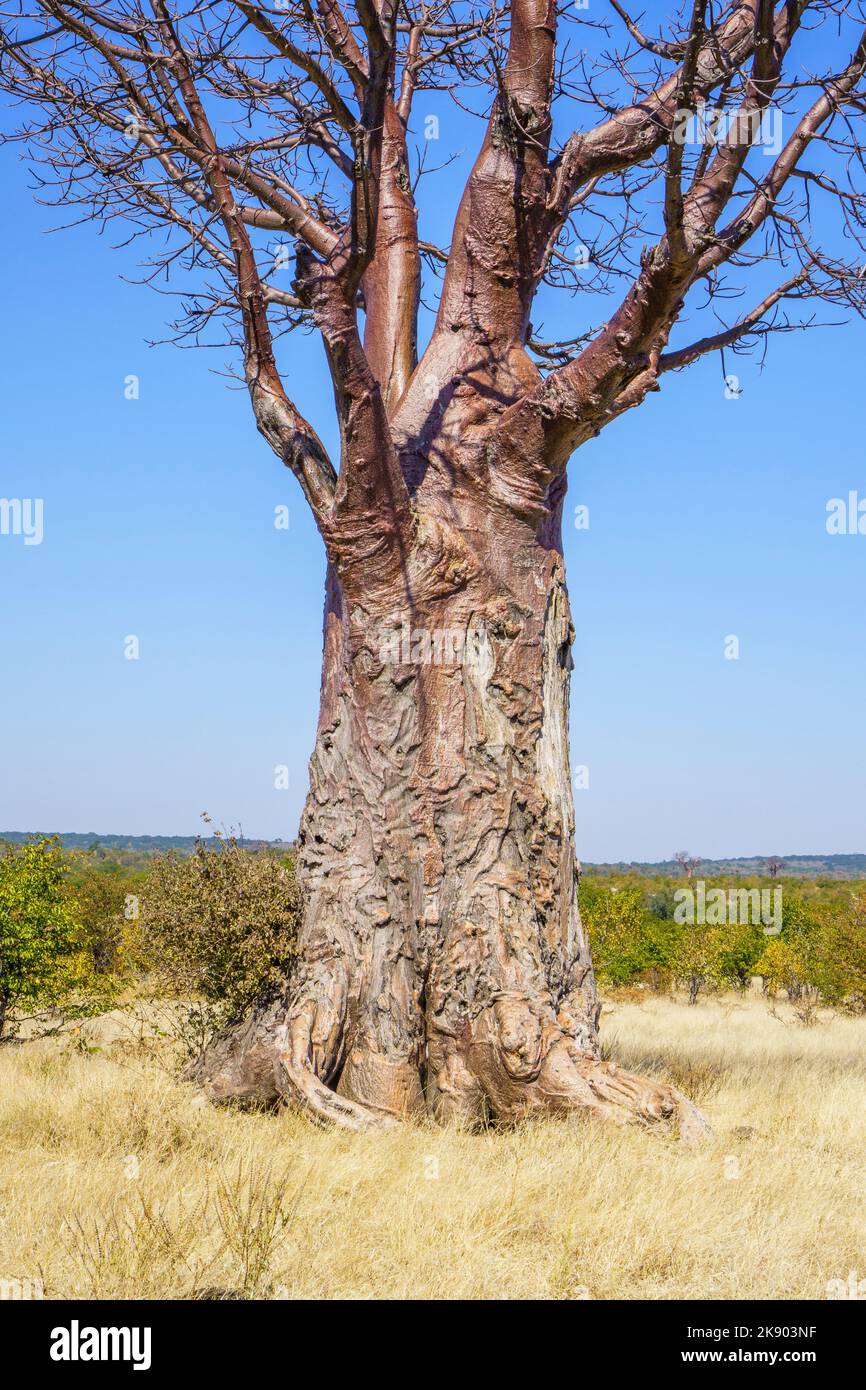 Baobab Tree (Adansonia digitata) Victoria Falls, Zimbabwe, Africa Stock Photo