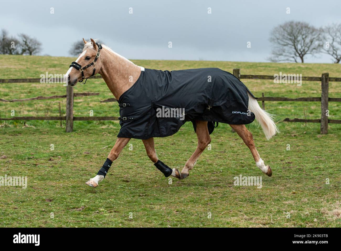palomino horse wearing a rug in a field Stock Photo