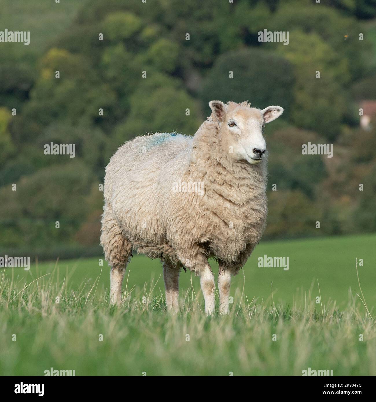 lamb standing in a field Stock Photo