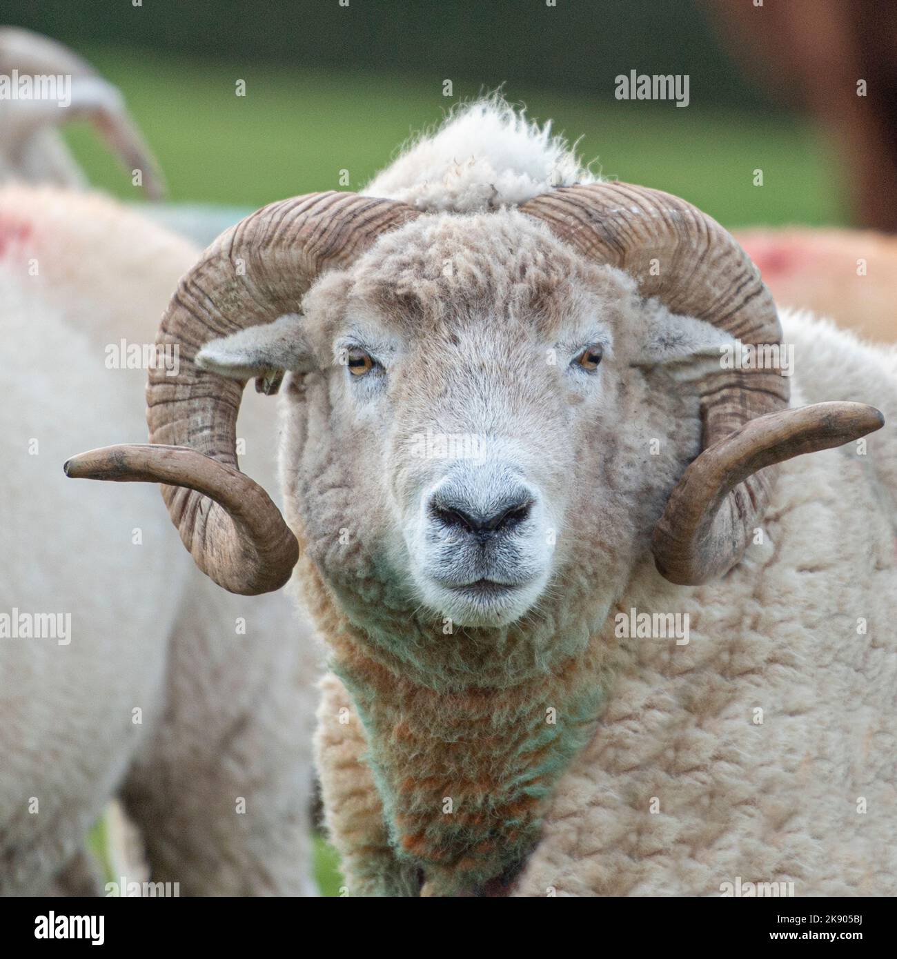 Exmoor horn sheep ram Stock Photo