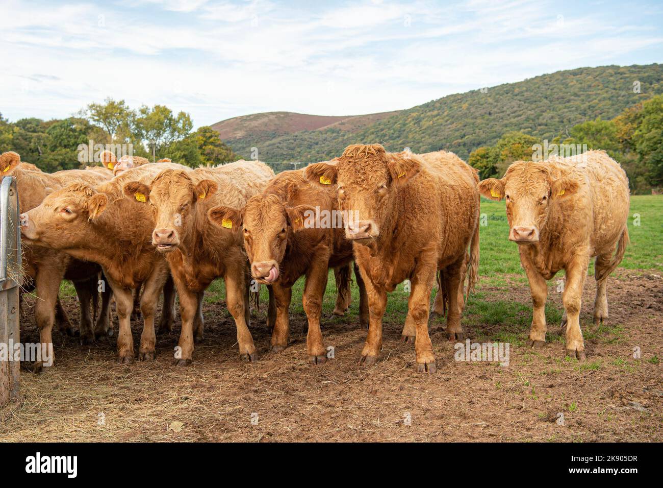Feeding beef cattle hires stock photography and images Alamy