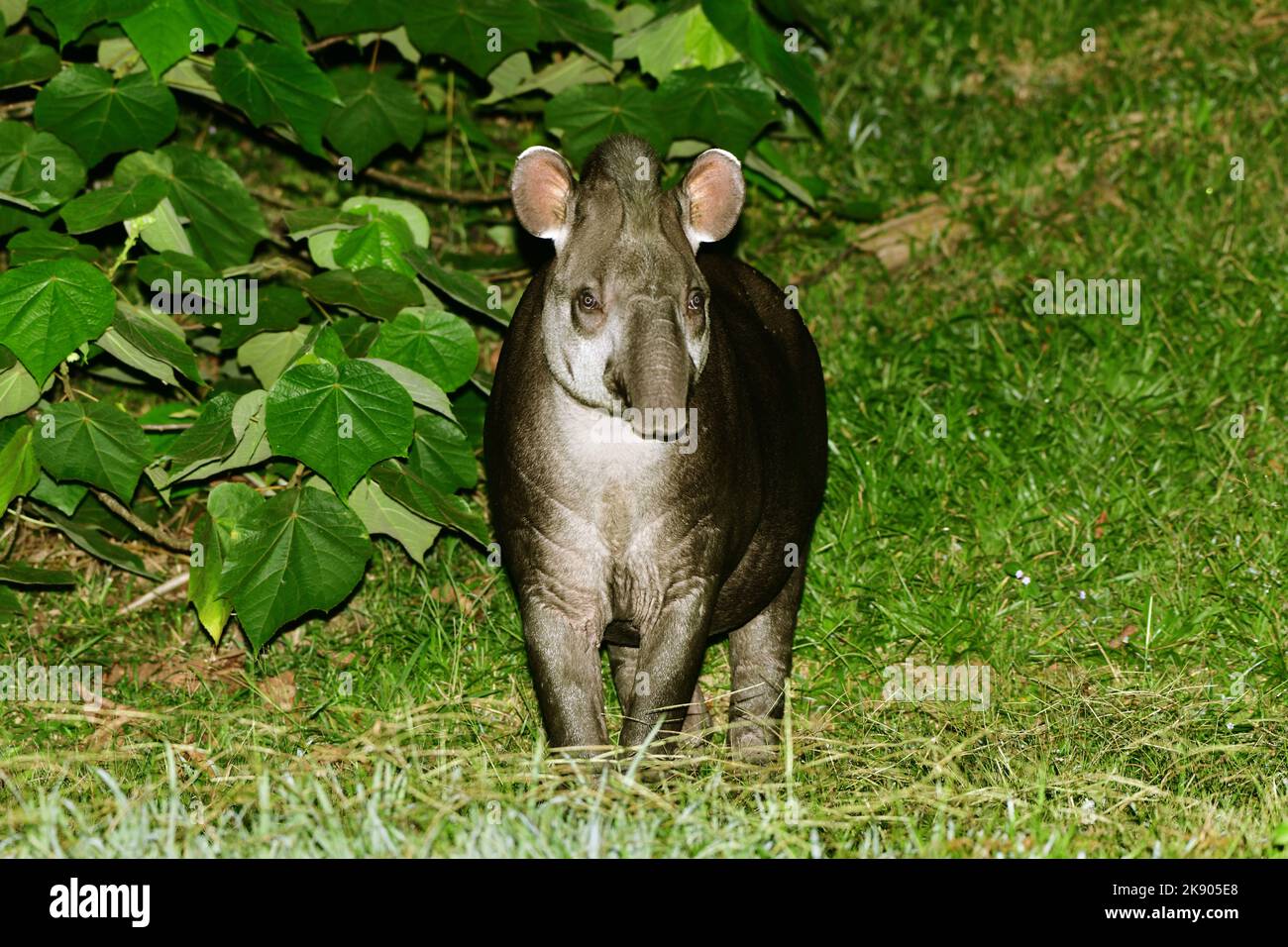 South American tapir (Tapirus terrestris) during night Tapirai, Brazil Stock Photo