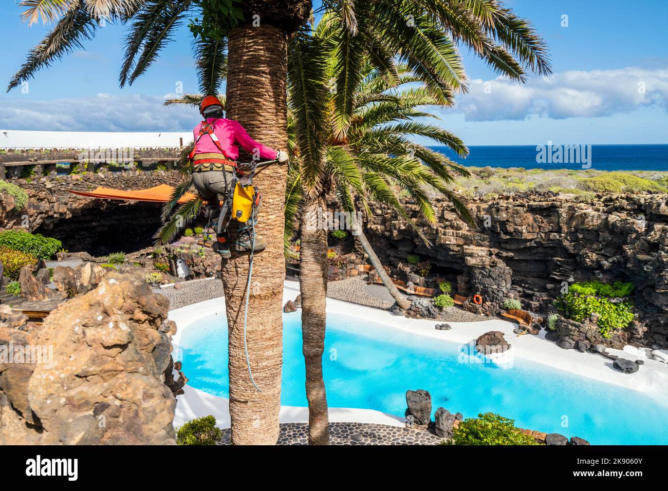 A worker taking care of a palm tree on heights, Lanzarote, Canary Islands, Spain Stock Photo