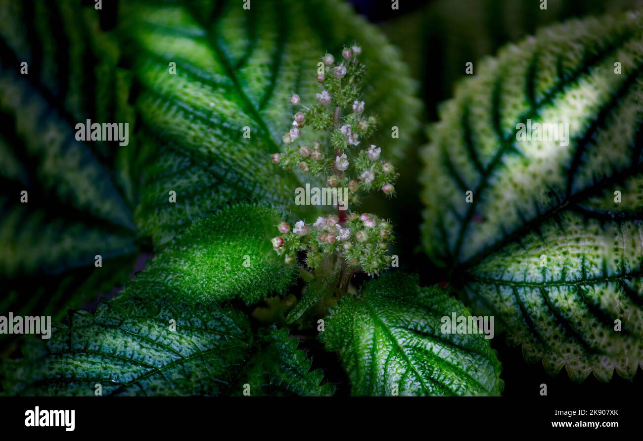 A closeup of pilea mollis flowering plant Stock Photo