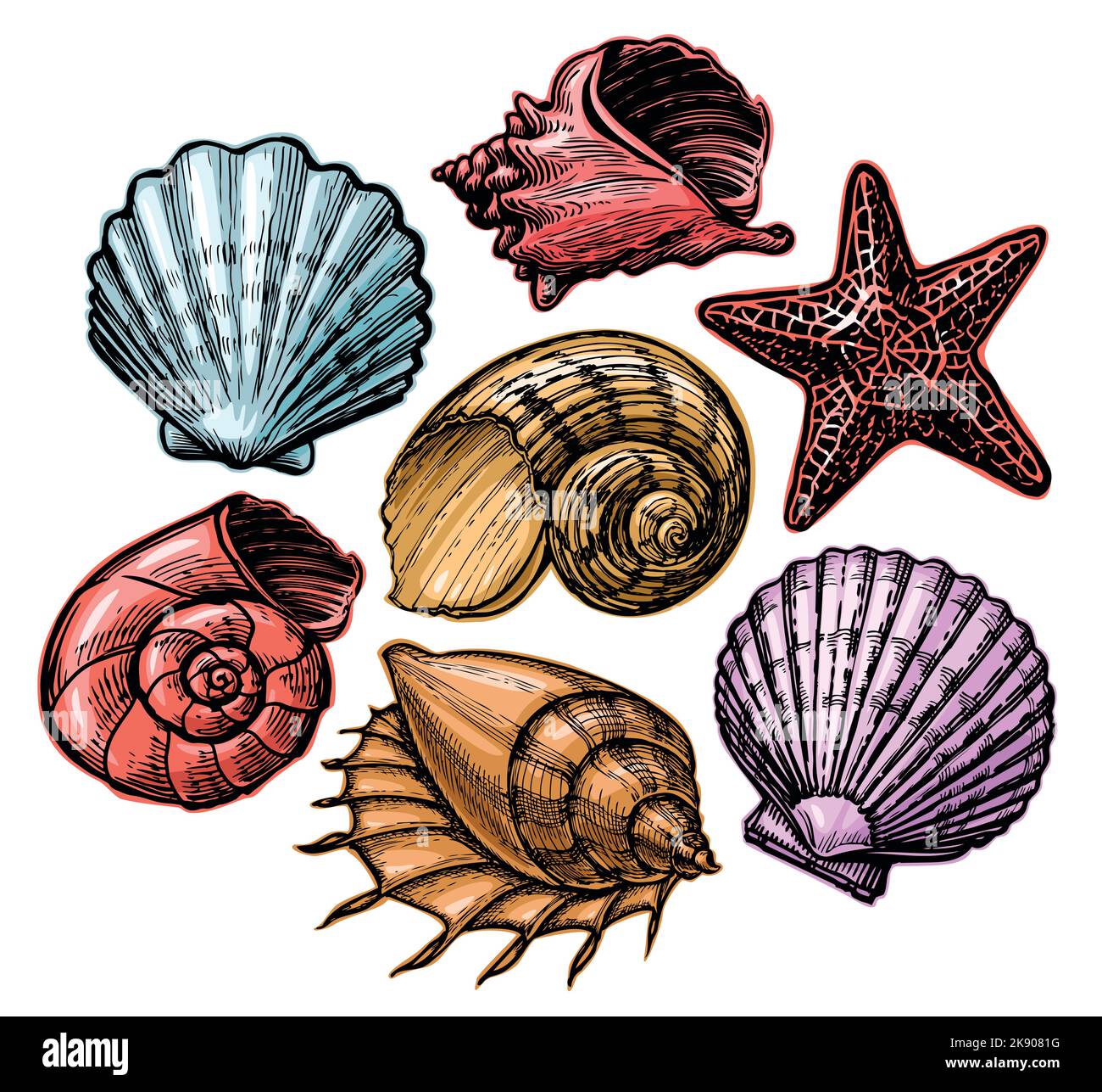 Mummer Shells Summer concept with shells and sea stars. Colorful tropical shells ...