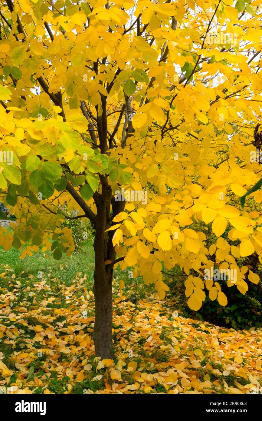 Cladrastis kentukea, Kentucky Yellowwood, Cladrastis lutea, Autumn,Tree