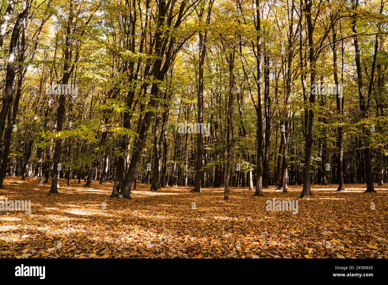 A beautiful shot of the inside a forest in autumn Stock Photo - Alamy