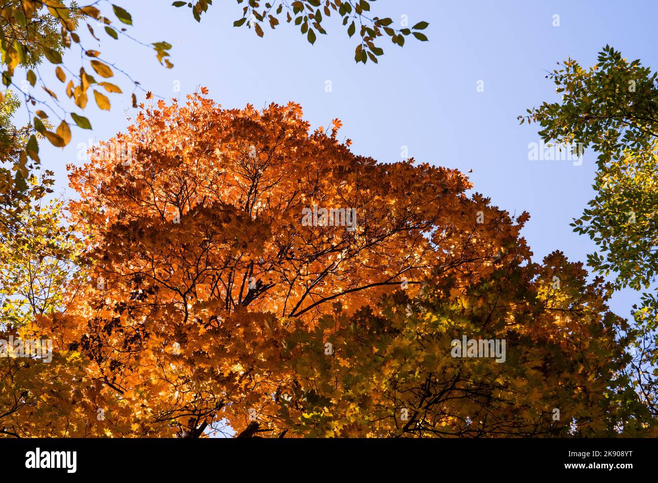 A beautiful shot a tree in autumn season Stock Photo - Alamy