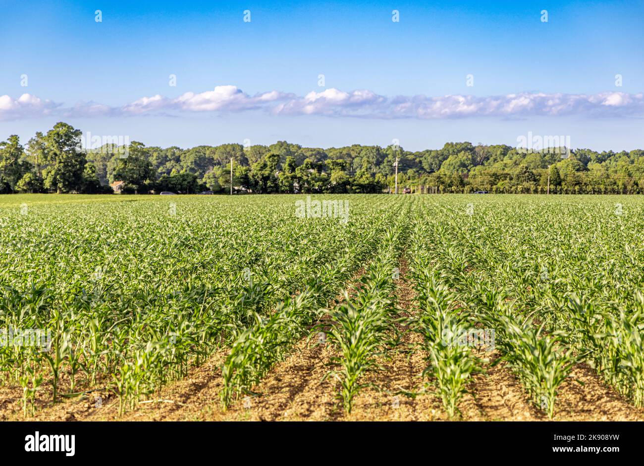 Section of field with young corn plants growing in rows Stock Photo