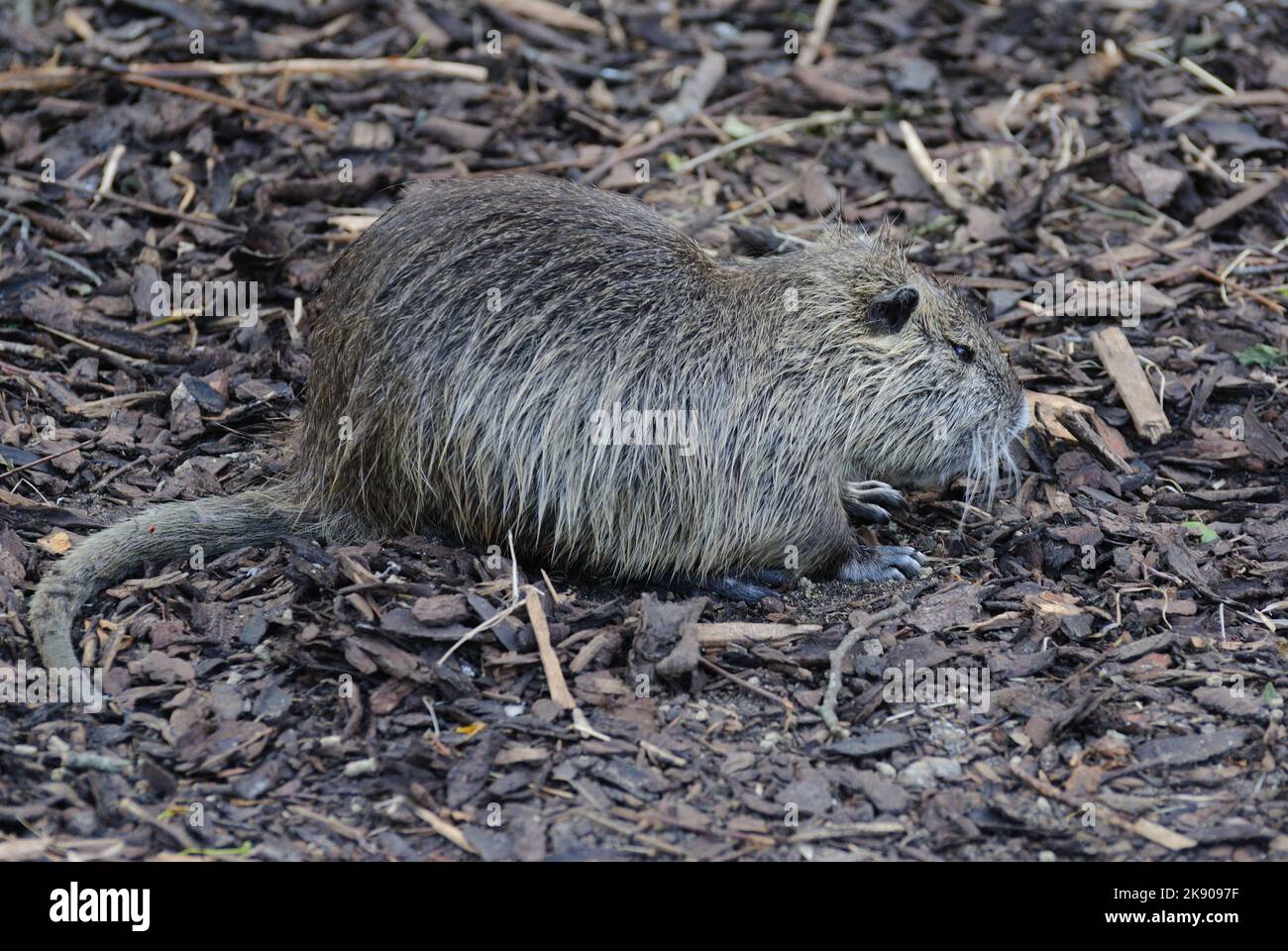 Are Capybaras Dirty? Surprising Facts About Their Cleanliness