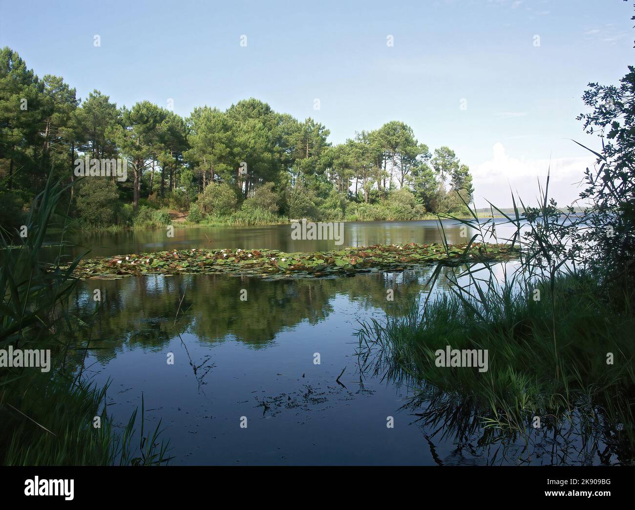 The reflection of the green forest on the tranquil lake Stock Photo - Alamy
