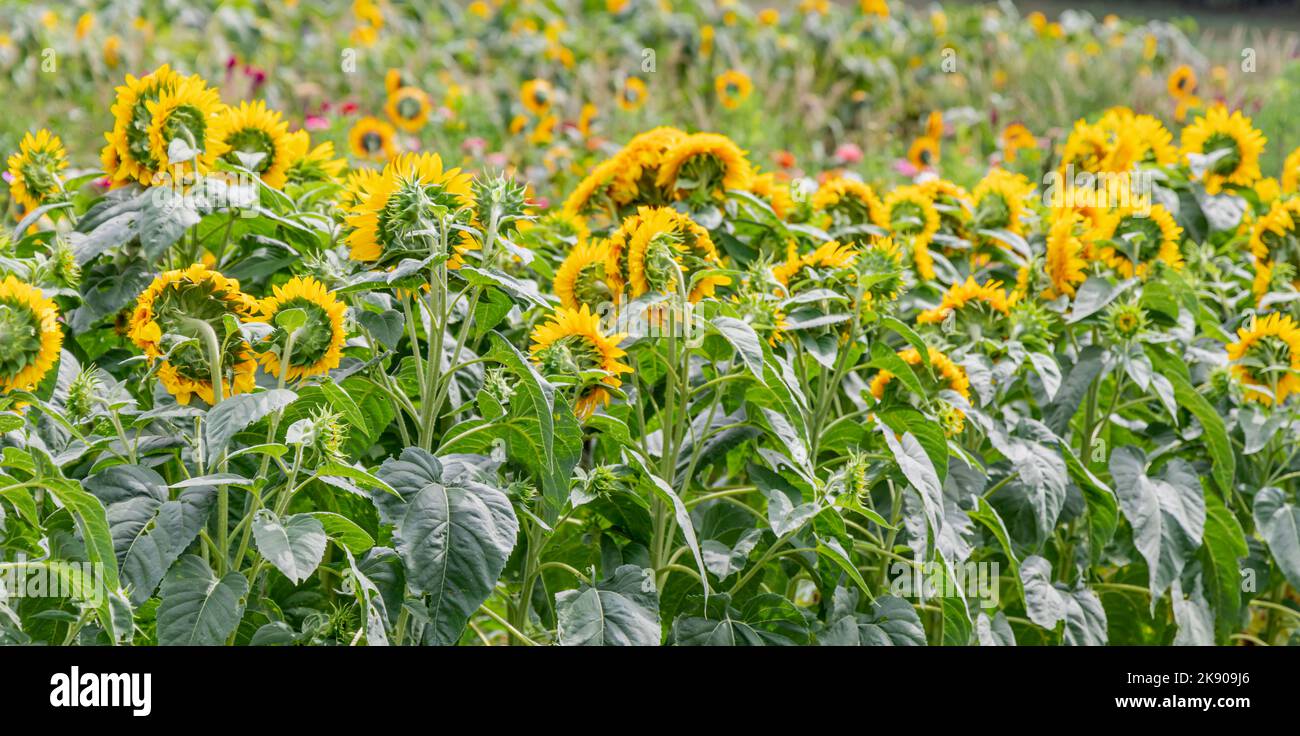 detail image of field of sunflowers Stock Photo Alamy