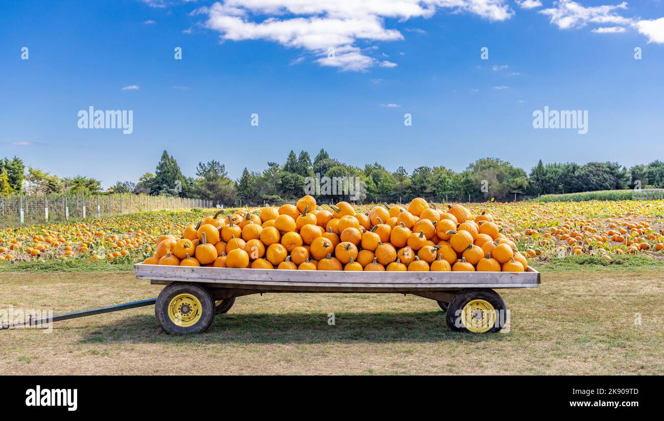 Wagon full of pumpkins in Water Mill, NY Stock Photo
