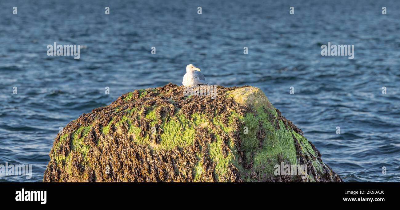 A seagull sitting on a large moss covered rock Stock Photo