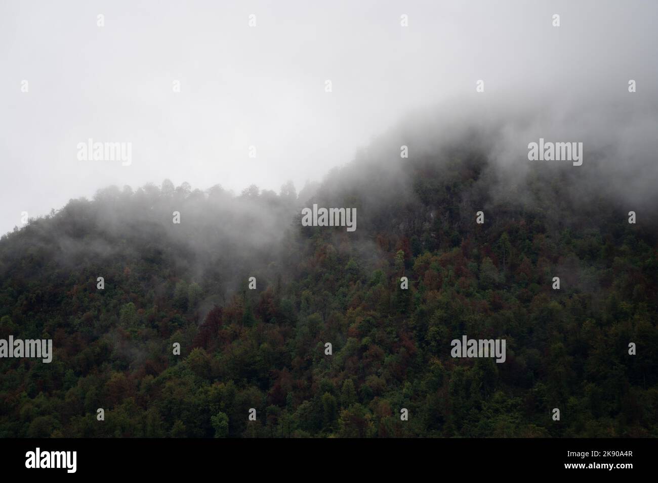 A beautiful shot of a foggy mountain peak covered with green trees and ...