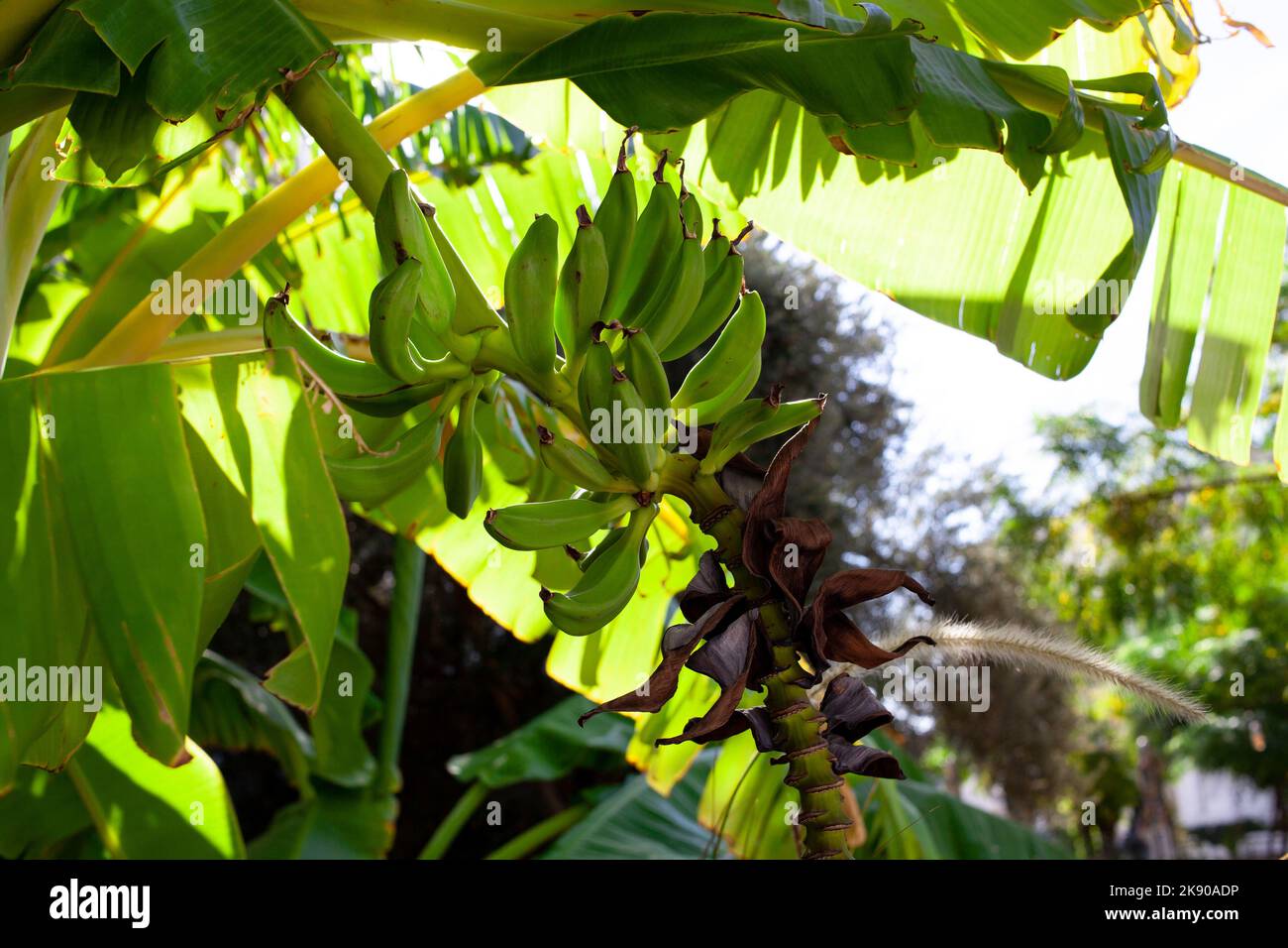 Banana trees are bearing fruit. Close-up bunch of still unripe green mini bananas growing on a tree against the backdrop of palm branches Stock Photo