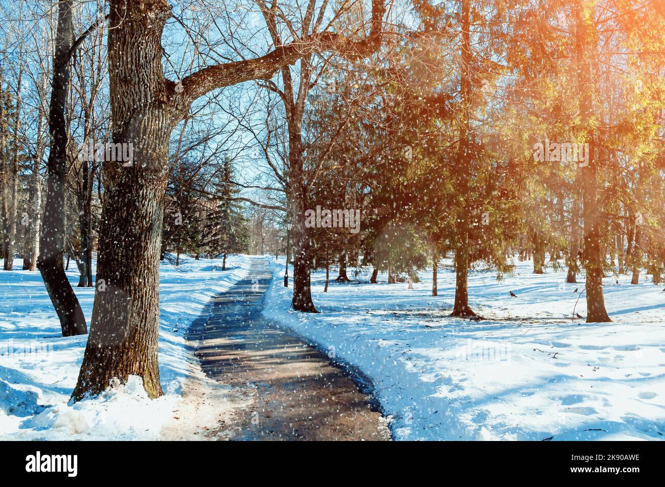 Winter landscape, city park in sunny day under falling snow, colorful winter landscape scene Stock Photo