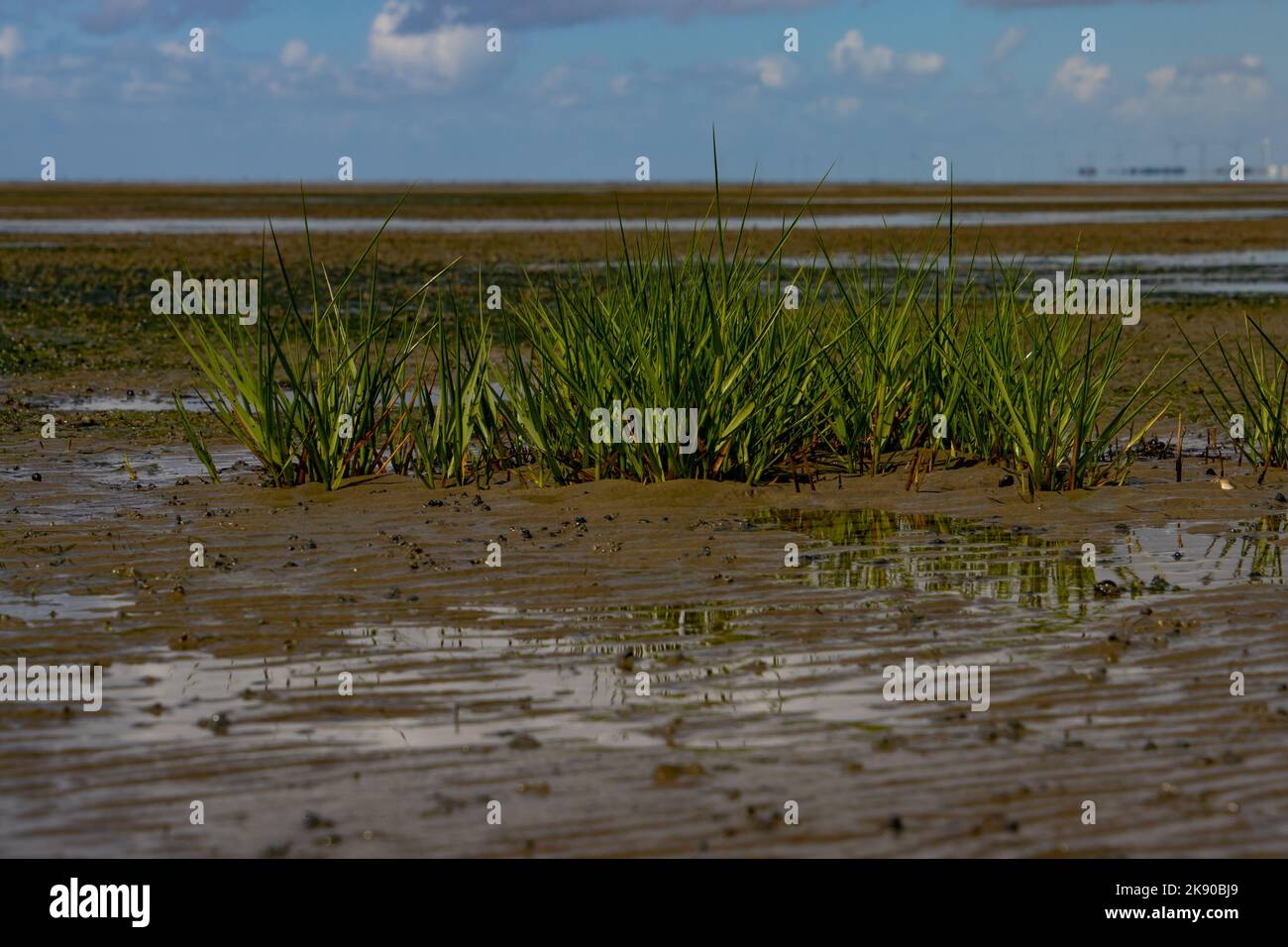 Common cordgrass during low tide, also called Spartina anglica or Salz Schlickgras Stock Photo