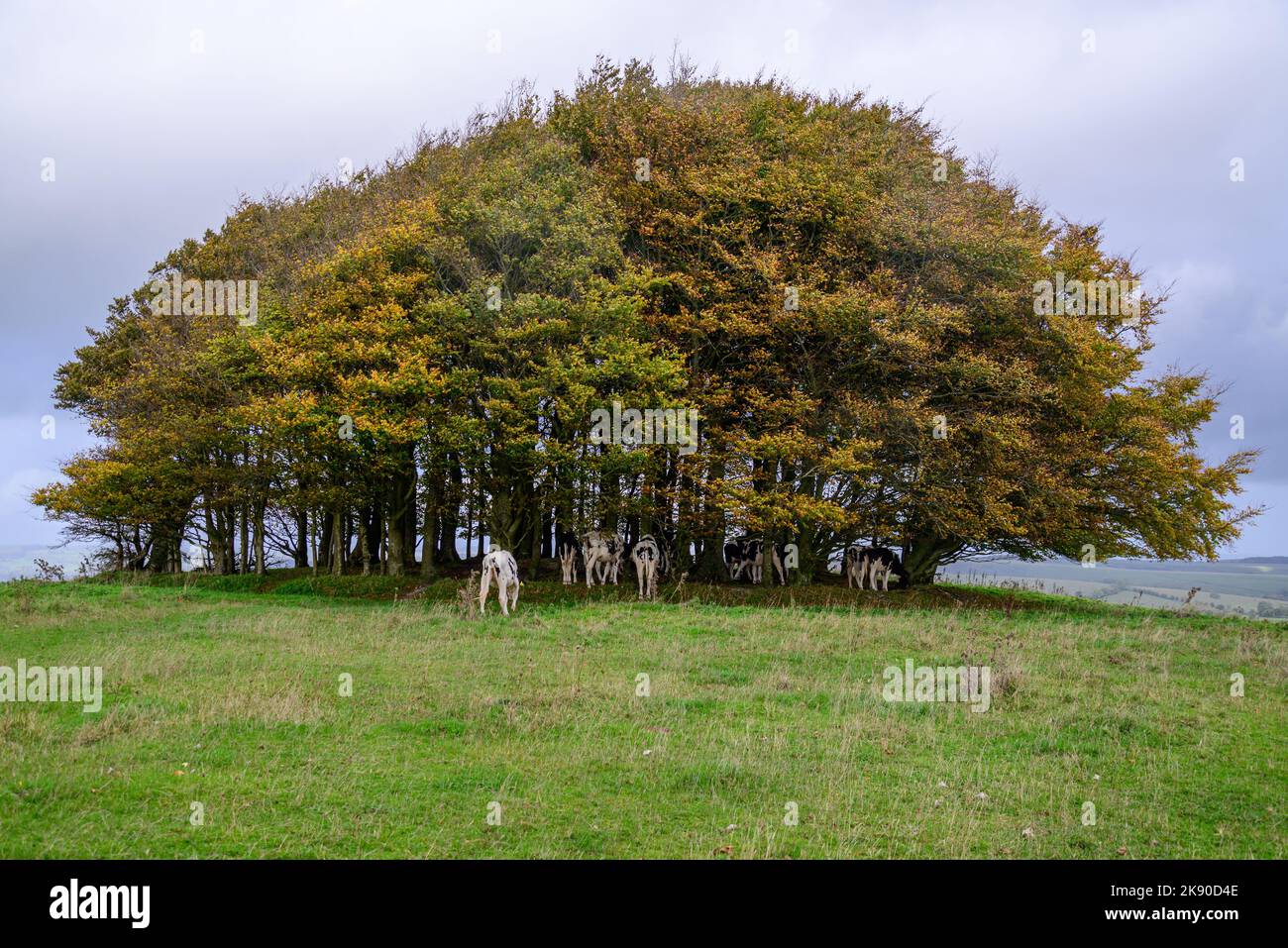 Trees on the summit of Win Green Down, managed by the National Trust (free to enter), the highest point on Cranborne Chase, Wiltshire, England, UK Stock Photo