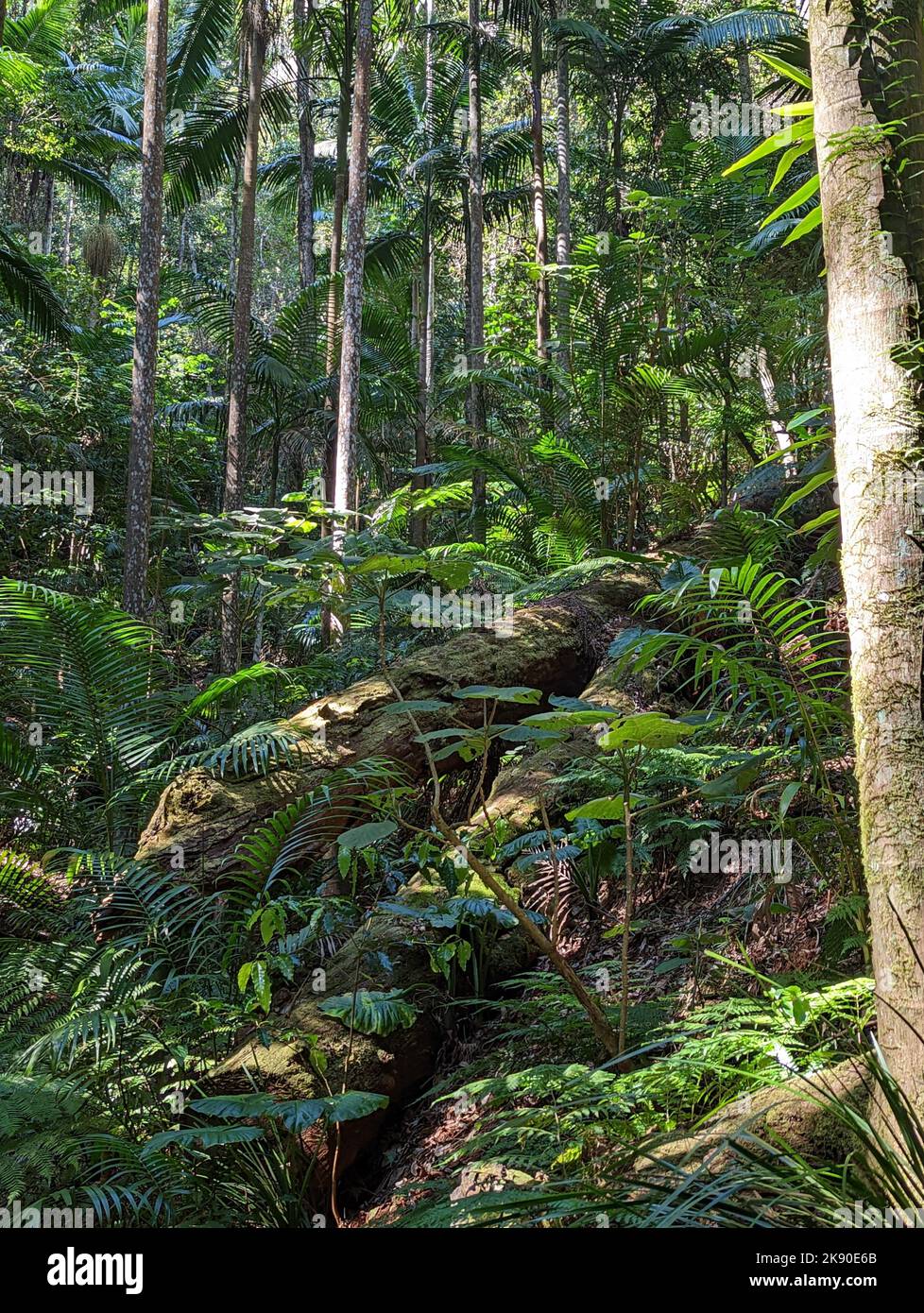 A vertical shot of a tropical forest with green vegetation Stock Photo ...