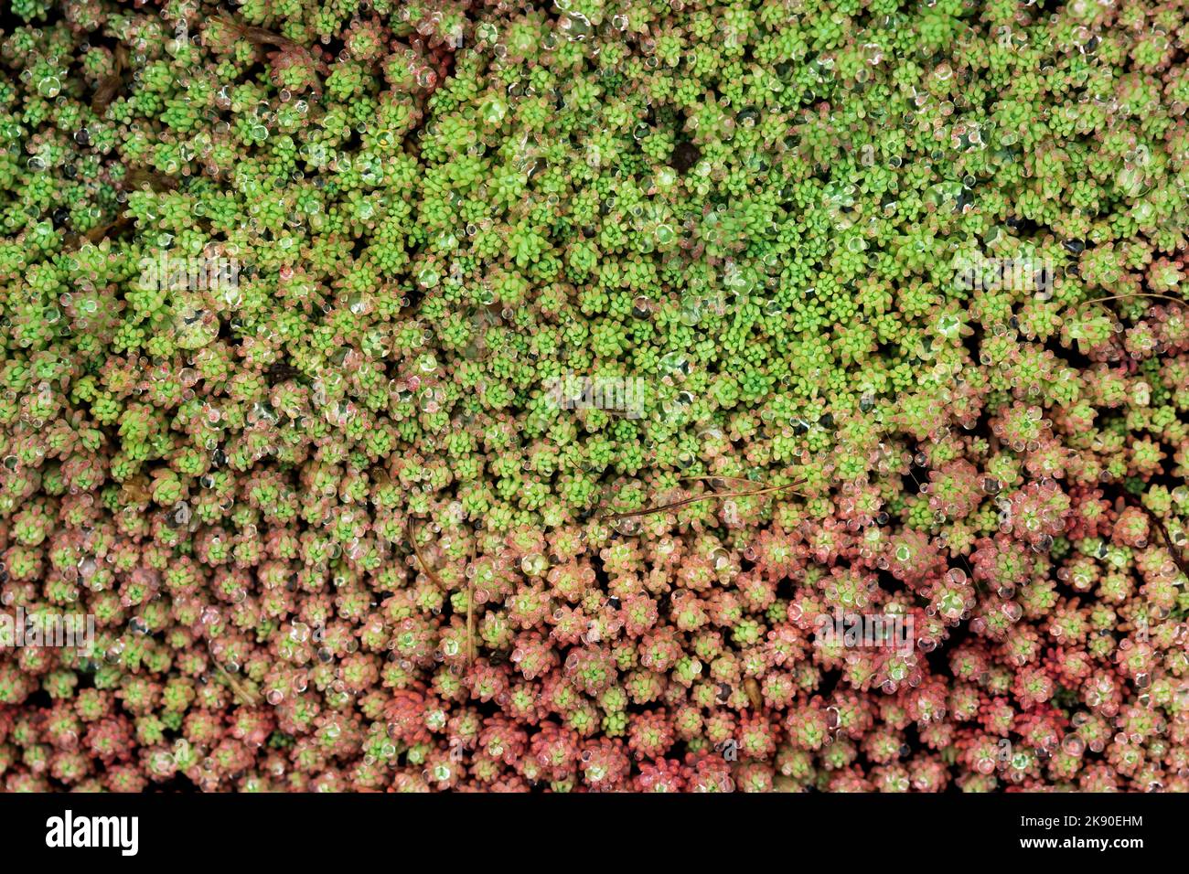 Ground cover background hi-res stock photography and images - Alamy